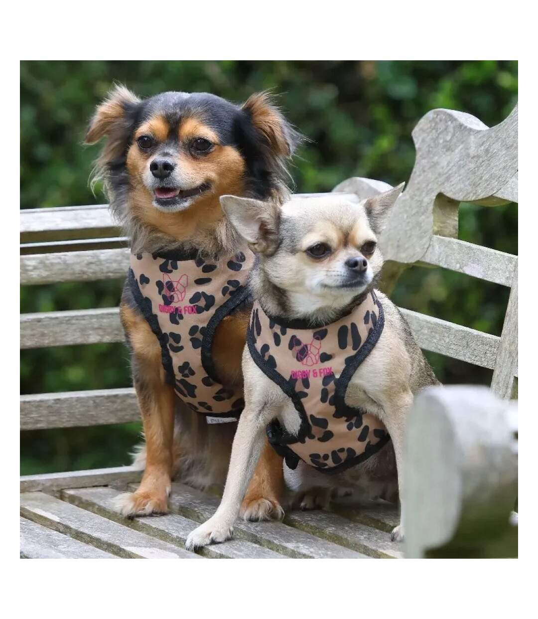 Leopard print dog harness xschest: 16cm-33cm brown/black Digby & Fox-2