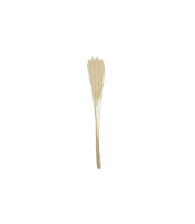 Lot de 6 Herbes de Pampa Séchées 60cm Beige