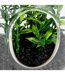 Terrarium à Suspendre Naly 15cm Vert-4