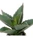 Plante Artificielle Samouraï Pio 26cm Naturel-3