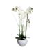Composition Florale & Vase Orchidée 53cm Blanc-1