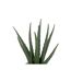 Plante Artificielle en Pot Aloe 29cm Vert & Beige