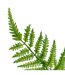 Tige Artificielle Fougère James 90cm Vert-2