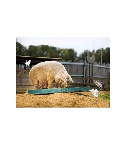 Tanière Zoo Refuge : immersion avec les herbivores pour 2 personnes - SMARTBOX - Coffret Cadeau Multi-thèmes