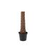 Plante Artificielle Palmier 4 Noix de Coco 350cm Vert-3
