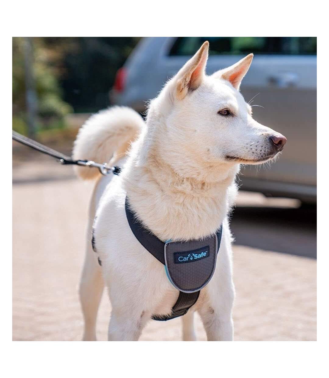 Carsafe dog car harness xs black Company Of Animals-3