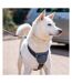 Company Of Animals Carsafe Dog Car Harness (Black) (XS) - UTTL4958