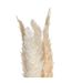 Lot de 6 Fleurs Séchées Pampa 66cm Naturel-3
