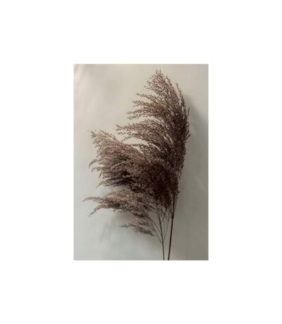 Ian Winstanley - Imprimé PAMPUS GRASS (Gris / Blanc / Marron) (40 cm x 30 cm) - UTPM5760