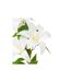 Tige Artificielle 4 Lys Jago 80cm Blanc-2