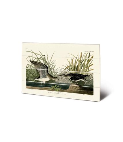 John James Audubon - Plaque SOLITARY SANDPIPER (Blanc / Vert / Noir) (29,5 cm x 20 cm) - UTPM5463