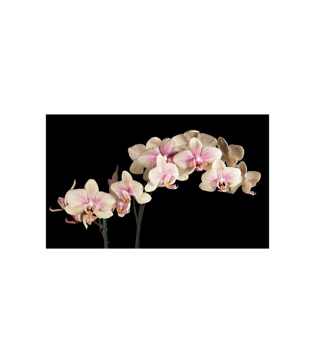 Papier Peint Orchidée en Fleurs II 450x270cm-2
