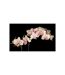 Papier Peint Orchidée en Fleurs II 450x270cm-2
