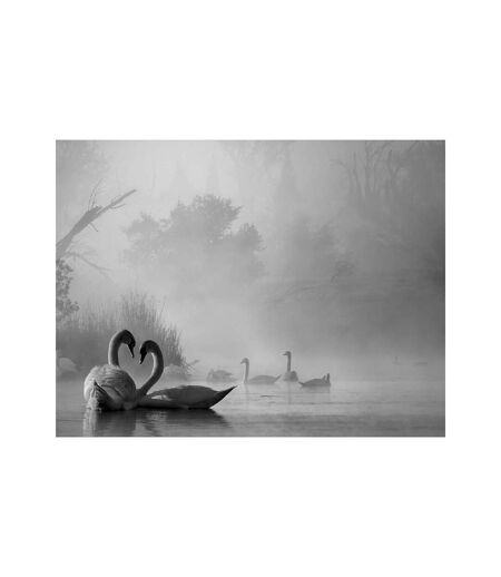 Pyramid International Morning Fog On Swan Lake Print (White) (50cm x 40cm)