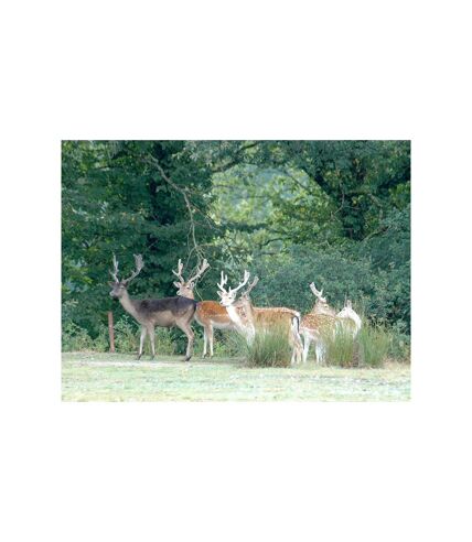 3 jours dans La Vallée des Daims près d’Aurillac avec dîners et accès au parc animalier - SMARTBOX - Coffret Cadeau Séjour