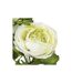 Fleur Artificielle Renoncule 60cm Blanc-3