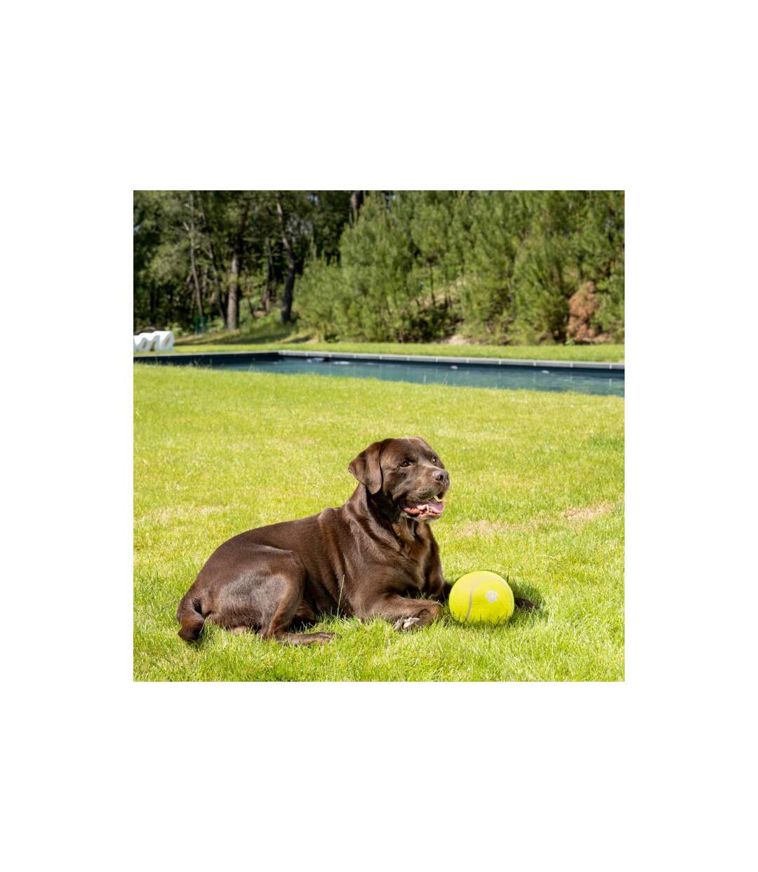 Jouet pour Chien Balle de Tennis 15cm Jaune-3
