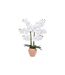 Orchidée Artificielle en Pot Dena 65cm Blanc-1