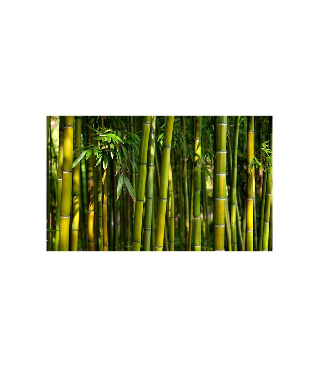 Papier Peint Forêt de Bambous Asiatique II 450x270cm-2