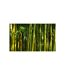 Papier Peint Forêt de Bambous Asiatique II 450x270cm-2
